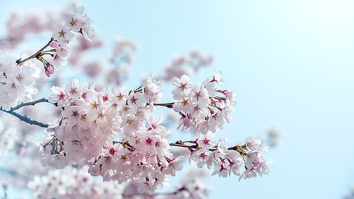 포토 JPG 해외이미지 꽃잎 사람없음 봄 벚꽃 해외202004 해외포토 계절 꽃 파일형식