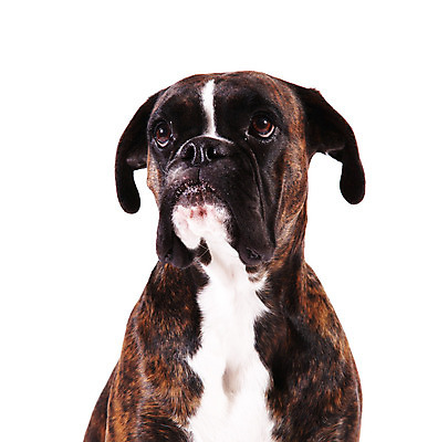 포토 JPG 해외이미지 동물 응시 백그라운드 컨셉 포유류 종류 사람없음 야외 반려동물 머리 흰색 개 달콤 래브라도리트리버 만족 고립 유래 충실 해외202004 해외포토 시선 감정 컬러 신체부위 리트리버 맛 파일형식