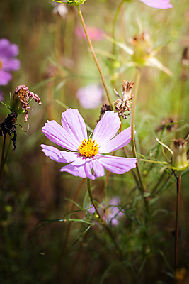 포토 JPG 해외이미지 주간 식물 꽃 분홍색 꽃밭 자연 풍경 근접촬영 사람없음 야외 초록색 코스모스 해외202004 해외포토 자연요소 뷰포인트 컬러 생태계 파일형식