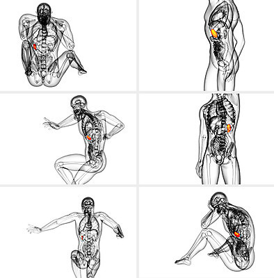 포토 JPG 해외이미지 해부 엑스레이 건강 사람 사람없음 약 3D 진료 환자 오르간 생물학 복근 지라 해외202004 해외포토 교육 의학 근육 건반악기 디지털합성 파일형식