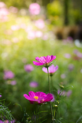 포토 JPG 해외이미지 주간 식물 꽃 분홍색 꽃밭 자연 풍경 근접촬영 사람없음 야외 초록색 코스모스 해외202004 해외포토 자연요소 뷰포인트 컬러 생태계 파일형식