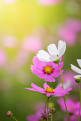 포토 JPG 해외이미지 주간 식물 꽃 분홍색 꽃밭 자연 풍경 근접촬영 사람없음 야외 초록색 코스모스 해외202004 해외포토 자연요소 뷰포인트 컬러 생태계 파일형식