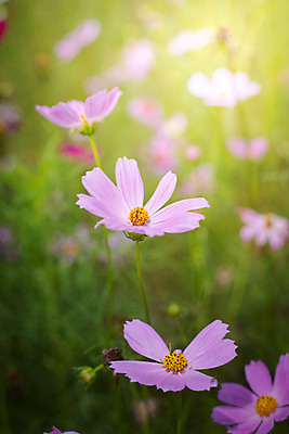 포토 JPG 해외이미지 주간 식물 꽃 분홍색 꽃밭 자연 풍경 근접촬영 사람없음 야외 초록색 코스모스 해외202004 해외포토 자연요소 뷰포인트 컬러 생태계 파일형식