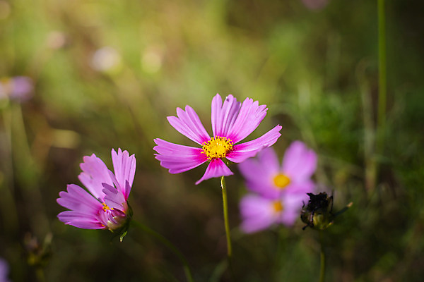 포토 JPG 해외이미지 주간 식물 꽃 분홍색 꽃밭 자연 풍경 근접촬영 사람없음 야외 초록색 코스모스 해외202004 해외포토 자연요소 뷰포인트 컬러 생태계 파일형식