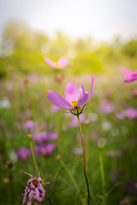포토 JPG 해외이미지 주간 식물 꽃 분홍색 꽃밭 자연 풍경 근접촬영 사람없음 야외 초록색 코스모스 해외202004 해외포토 자연요소 뷰포인트 컬러 생태계 파일형식