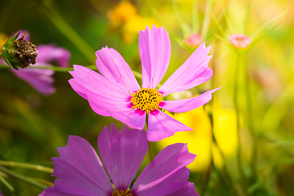 포토 JPG 해외이미지 주간 식물 꽃 분홍색 꽃밭 자연 풍경 근접촬영 사람없음 야외 초록색 코스모스 해외202004 해외포토 자연요소 뷰포인트 컬러 생태계 파일형식