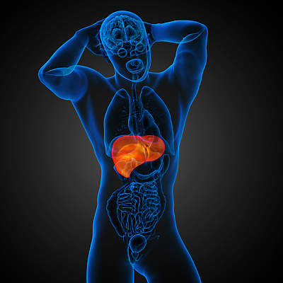 포토 JPG 해외이미지 해부 사람 사람없음 오르간 신장 간 방광 췌장 지라 복부 해외202004 해외포토 의학 신체부위 장기_의학 건반악기 비뇨기관 파일형식