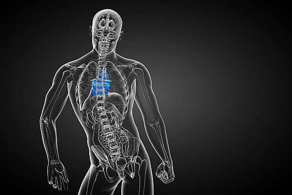 포토 JPG 해외이미지 해부 건강 사람 사람없음 3D 고통 환자 하트 맥박 시스템 외과 심장병 해외202004 해외포토 모양 감정 의학 병원 질병 디지털합성 파일형식