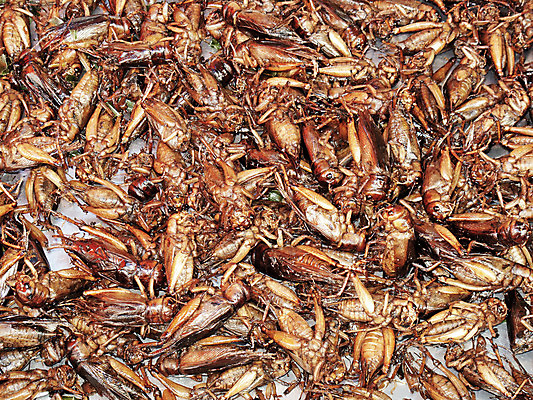 포토 JPG 해외이미지 아시아 음식 곤충 태국 동양인 사람없음 튀김 먹기 이국적 해외202004 해외포토 동물 나라 모션 인종 파일형식