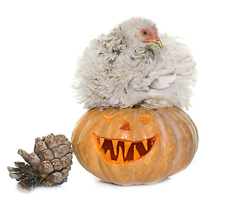 포토 JPG 해외이미지 동물 조류 호박 사람없음 할로윈 가을 축하 깃털 흰배경 솔방울 추수감사절 암탉 잭오랜턴 해외202004 해외포토 계절 기독교 백그라운드 컨셉 채소 흰색 닭 암컷 파일형식