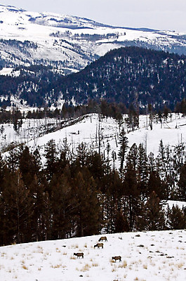 포토 JPG 해외이미지 공원 여행 겨울 자연 사람없음 물 파란색 미국 봄 뜨거움 황무지 더위 수증기 화산 지역 대야 서쪽 엘크 와이오밍 전국 폭설 해외202004 해외포토 자연요소 계절 공공시설 컬러 북아메리카 날씨 산 눈_날씨 자연재해 방향 생태계 파일형식