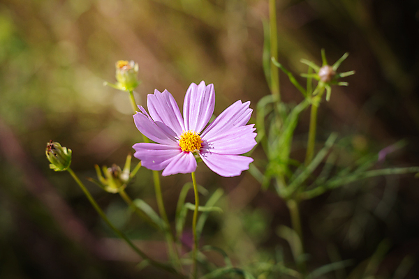 포토 JPG 해외이미지 주간 식물 꽃 분홍색 꽃밭 자연 풍경 근접촬영 사람없음 야외 초록색 코스모스 해외202004 해외포토 자연요소 뷰포인트 컬러 생태계 파일형식