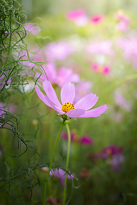 포토 JPG 해외이미지 주간 식물 꽃 분홍색 꽃밭 자연 풍경 근접촬영 사람없음 야외 초록색 코스모스 해외202004 해외포토 자연요소 뷰포인트 컬러 생태계 파일형식
