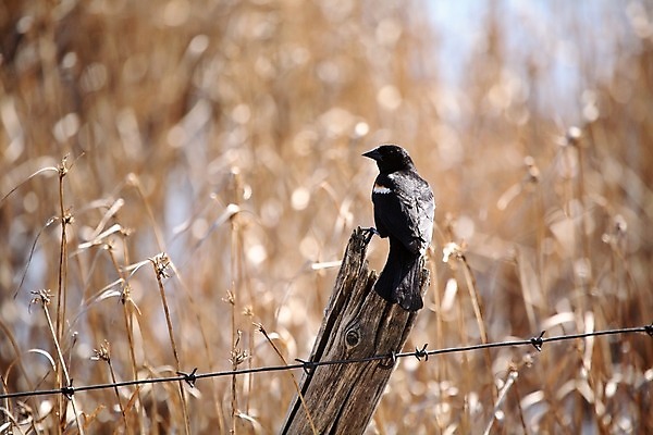 포토 JPG 해외이미지 야생동물 캐나다 자연 조류 종류 사람없음 가로 울타리 디지털 행운 생태계 서식지 철새 내추럴 동물상 해외202004 해외포토 동물 컨셉 북아메리카 담장 조형물 파일형식