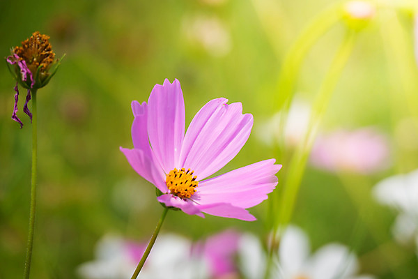 포토 JPG 해외이미지 주간 식물 꽃 분홍색 꽃밭 자연 풍경 근접촬영 사람없음 야외 초록색 코스모스 해외202004 해외포토 자연요소 뷰포인트 컬러 생태계 파일형식