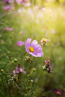 포토 JPG 해외이미지 주간 식물 꽃 분홍색 꽃밭 자연 풍경 근접촬영 사람없음 야외 초록색 코스모스 해외202004 해외포토 자연요소 뷰포인트 컬러 생태계 파일형식