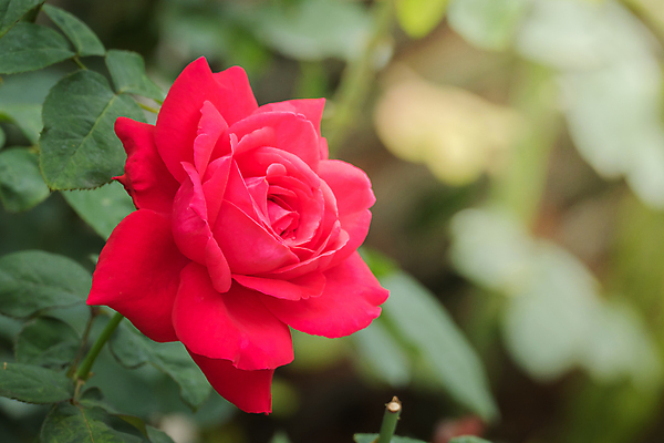 포토 JPG 해외이미지 식물 꽃잎 꽃 줄기 분홍색 잎 꽃무늬 자연 발렌타인데이 사람없음 야외 초록색 여름 햇빛 장미 정원 벚꽃 내추럴 해외202004 해외포토 계절 컬러 무늬 데이이벤트 태양 생태계 파일형식