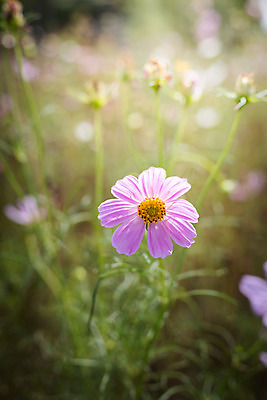 포토 JPG 해외이미지 주간 식물 꽃 분홍색 꽃밭 자연 풍경 근접촬영 사람없음 야외 초록색 코스모스 해외202004 해외포토 자연요소 뷰포인트 컬러 생태계 파일형식