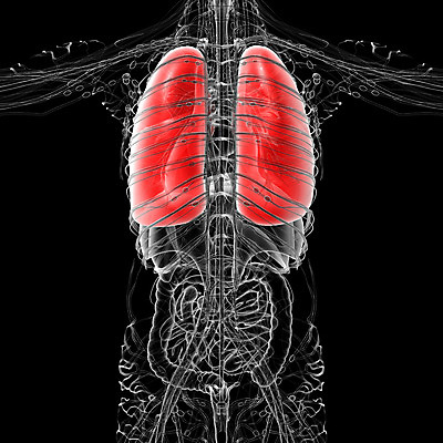 포토 JPG 해외이미지 신체 해부 사람 사람없음 3D 오르간 생물학 궤 복부 해외202004 해외포토 교육 의학 신체부위 건반악기 디지털합성 파일형식