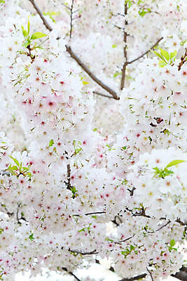 포토 JPG 해외이미지 사람없음 야외 봄 벚꽃 해외202004 해외포토 계절 꽃 파일형식