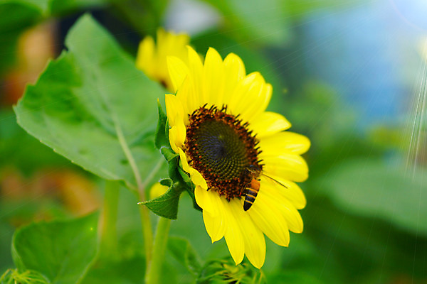 포토 JPG 해외이미지 식물 구름 꽃잎 꽃 행복 지구 백그라운드 잎 꽃무늬 밭 농업 오렌지 자연 하늘 해바라기 씨앗 풍경 초원 사람없음 초록색 여름 파란색 농작물 컬러풀 햇빛 태양 노란색 정원 맑음 봄 활발 성장 벚꽃 시골 원형 개화 유기농 꽃가루 내추럴 해외202004 해외포토 자연요소 도형 웰빙 계절 감정 산업 컬러 컨셉 무늬 과일 날씨 가루 생태계 파일형식