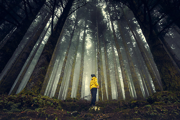 포토 JPG 해외이미지 나무 라이프스타일 공원 여자 행복 스포츠 여행 컨셉 겨울 자연 성공 휴가 산 한명 사람 야외 노란색 여행객 걷기 산책 트래킹 하이킹 자유 탐험 시골 소나무 숲 신비 마법 발견 방법 뿌연 하이커 혼자 해외202004 해외포토 식물 1 계절 공공시설 감정 컬러 모션 레저 휴식 생활 생태계 파일형식