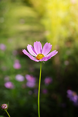 포토 JPG 해외이미지 주간 식물 꽃 분홍색 꽃밭 자연 풍경 근접촬영 사람없음 야외 초록색 코스모스 해외202004 해외포토 자연요소 뷰포인트 컬러 생태계 파일형식