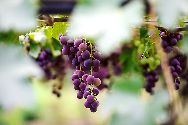 포토 JPG 해외이미지 계절 음식 백그라운드 잎 농업 과일 자연 포도 건강 풍경 사람없음 빨간색 초록색 여름 파란색 농장 보라색 수확 가을 나뭇가지 시골 신선 다발 포도밭 포도나무 내추럴 숙성 해외202004 해외포토 나무 식물 산업 컬러 밭 과일나무 생태계 파일형식