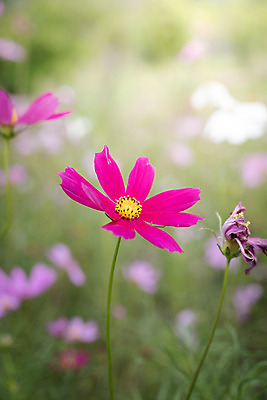 포토 JPG 해외이미지 주간 식물 꽃 분홍색 꽃밭 자연 풍경 근접촬영 사람없음 야외 초록색 코스모스 해외202004 해외포토 자연요소 뷰포인트 컬러 생태계 파일형식