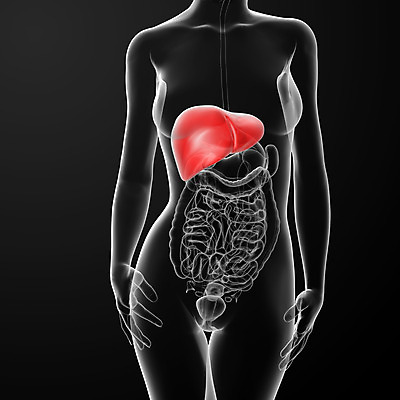 포토 JPG 해외이미지 여자 과학 일러스트 해부 골격 엑스레이 건강 사람없음 빨간색 3D 고통 투명 오르간 질병 가슴 생물학 간 암 해외202004 해외포토 교육 감정 컬러 의학 사람 신체부위 장기_의학 건반악기 디지털합성 파일형식