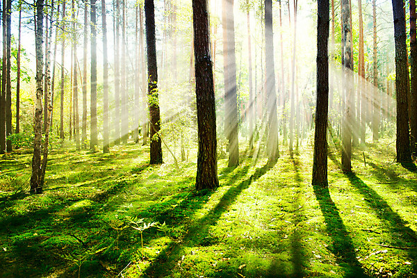 포토 JPG 해외이미지 나무 계절 공원 여행 백그라운드 자연 아침 이끼 풍경 사람없음 빛 햇빛 태양 평화 일출 환경 맑음 일몰 봄 하이킹 안개 광선 가을 시골 소나무 황무지 숲 땅 장면 내추럴 강렬 깊이 뿌연 삼림지대 생태학 해외202004 해외포토 주간 자연요소 식물 공공시설 교육 컨셉 레저 날씨 노을 생태계 파일형식