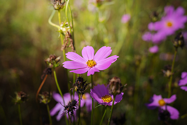 포토 JPG 해외이미지 주간 식물 꽃 분홍색 꽃밭 자연 풍경 근접촬영 사람없음 야외 초록색 코스모스 해외202004 해외포토 자연요소 뷰포인트 컬러 생태계 파일형식