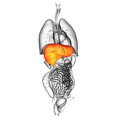 포토 JPG 해외이미지 해부 사람 사람없음 오르간 신장 간 방광 췌장 지라 복부 해외202004 해외포토 의학 신체부위 장기_의학 건반악기 비뇨기관 파일형식