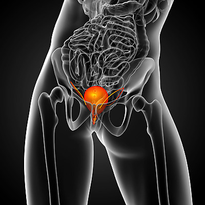 포토 JPG 해외이미지 해부 건강 사람 사람없음 검은색 오르간 신장 생물학 순환 몸통 방광 해외202004 해외포토 교육 컬러 의학 모션 신체부위 건반악기 비뇨기관 파일형식