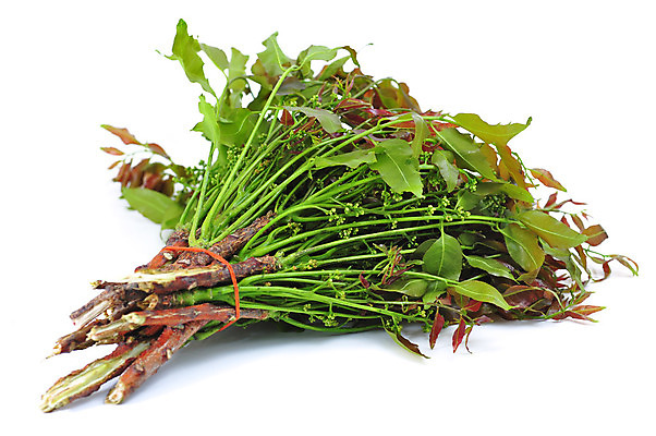 포토 JPG 해외이미지 식물 꽃 잎 자연 사람없음 위생용품 건강관리 흰배경 고립 해외202004 해외포토 생활용품 백그라운드 건강 관리 흰색 생태계 파일형식