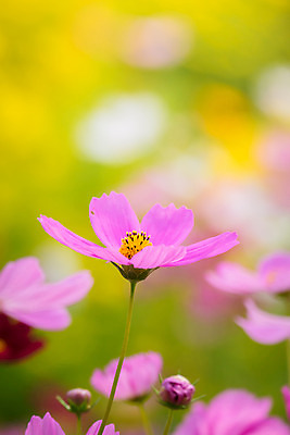 포토 JPG 해외이미지 주간 식물 꽃 분홍색 꽃밭 자연 풍경 근접촬영 사람없음 야외 초록색 코스모스 해외202004 해외포토 자연요소 뷰포인트 컬러 생태계 파일형식