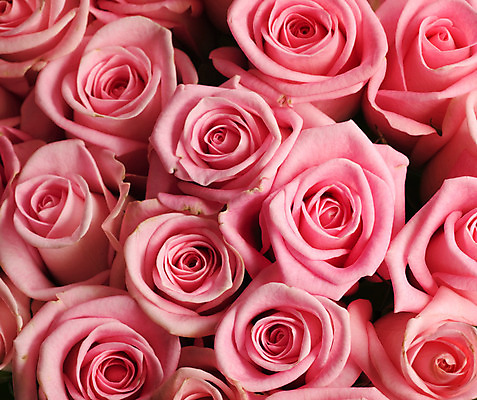 포토 JPG 해외이미지 디자인 꽃 분홍색 꽃다발 결혼 백그라운드 컨셉 꽃무늬 패턴 자연 휴가 프레임 발렌타인데이 선물 사람없음 가로 장미 우주 낭만 신선 신용카드 센터 닫기 선택 다발 질감 아로마 엘리먼트 스타일 많음 국경 해외202004 해외포토 식물 컬러 무늬 모션 데이이벤트 이벤트 금융 생태계 파일형식