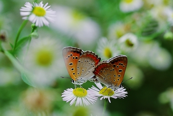 포토 JPG 주간 동물 꽃 나비 곤충 절지류 사람없음 야외 장미 들국화 국내포토 자연요소 식물 파일형식
