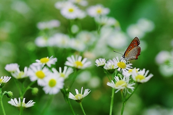 포토 JPG 동물 꽃 나비 곤충 절지류 사람없음 장미 들국화 국내포토 식물 파일형식
