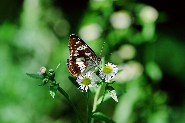 포토 JPG 동물 꽃 나비 곤충 절지류 사람없음 장미 들국화 국내포토 식물 파일형식