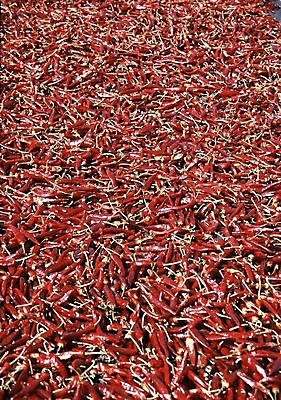 포토 JPG 음식 채소 식재료 고추 건조 사람없음 고추말리기 국내포토 파일형식