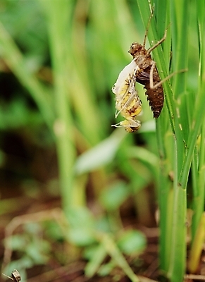 포토 JPG 식물 동물 곤충 절지류 사람없음 야외 풀 번데기 국내포토 파일형식