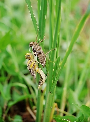 포토 JPG 식물 동물 곤충 두마리 절지류 사람없음 야외 풀 짝짓기 국내포토 2 파일형식