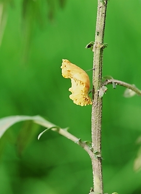 포토 JPG 식물 동물 곤충 절지류 사람없음 야외 번데기 국내포토 파일형식