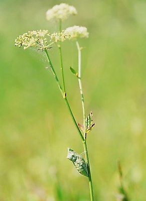 포토 JPG 식물 동물 꽃 곤충 절지류 사람없음 야외 번데기 국내포토 파일형식