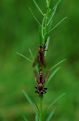 포토 JPG 식물 동물 곤충 두마리 절지류 사람없음 풀 짝짓기 국내포토 2 파일형식