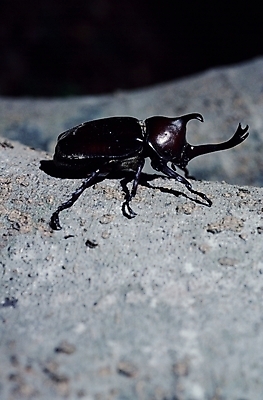 포토 JPG 동물 곤충 절지류 풍뎅이 국내포토 파일형식