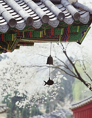 포토 JPG 한국문화 한국전통 시설물 현대건축 건축 지붕 기와 꽃나무 풍경 사람없음 야외 봄 건축부분 단청 국내포토 나무 동양문화 전통 건축물 계절 꽃 한국 파일형식