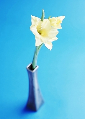 포토 JPG 스튜디오촬영 식물 꽃 한송이 사람없음 꽃병 글라디올러스 국내포토 1 실내 송이 파일형식