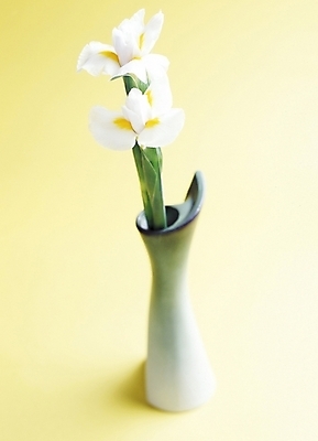 포토 JPG 스튜디오촬영 식물 꽃 사람없음 꽃병 글라디올러스 국내포토 실내 파일형식